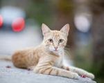 gato